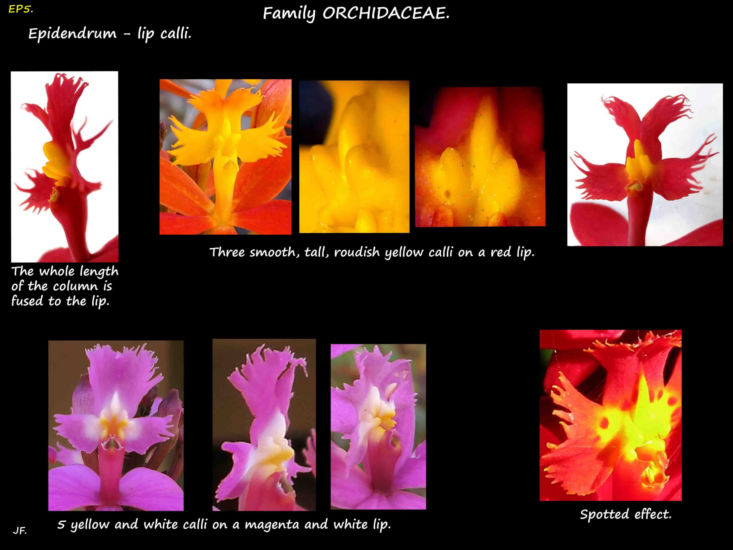 5 Labellum in Crucefix orchids